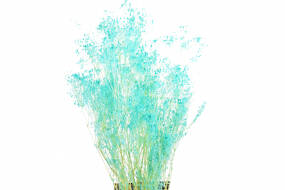 Gypsophila Paniculata Pastel
