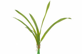 Cymbidium Leaves x6