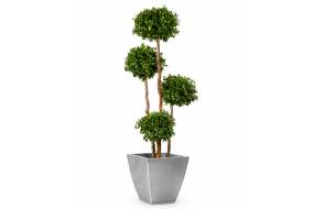 intratuin bonsai AVERGO Bonsai Tree Kit Classic - 5X Unique Japanese Bonzai Trees