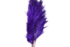 Pampas